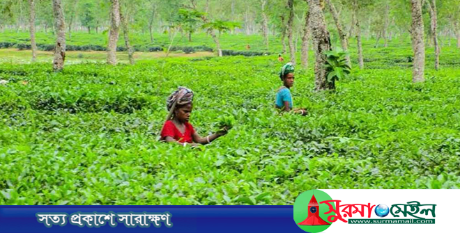 বকেয়া মজুরি পেয়ে কাজে ফিরলেন চা শ্রমিকরা