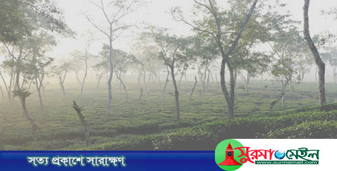 আজও সর্বনিম্ন তাপমাত্রা শ্রীমঙ্গলে, শীতে বিপর্যস্ত কর্মজীবী মানুষের জীবন