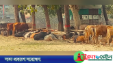 সুনামগঞ্জে ইউএনও’র নেতৃত্বে ভারতীয় ৪০ গরু জব্দ, ৪ চোরাকারবারি আটক
