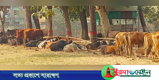 সুনামগঞ্জে ইউএনও’র নেতৃত্বে ভারতীয় ৪০ গরু জব্দ, ৪ চোরাকারবারি আটক
