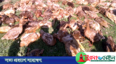 টাঙ্গুয়ার হাওড়ে বিষ প্রয়োগে ৫ শতাধিক হাঁস নিধনের অভিযোগ