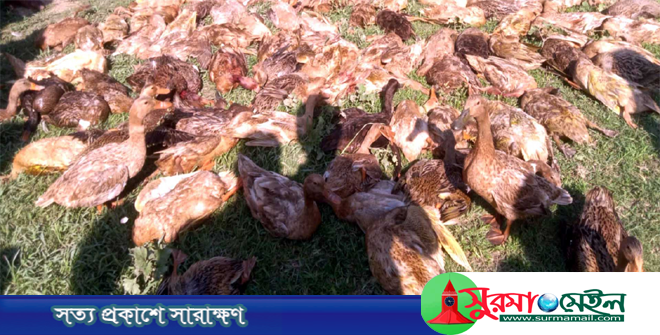 টাঙ্গুয়ার হাওড়ে বিষ প্রয়োগে ৫ শতাধিক হাঁস নিধনের অভিযোগ