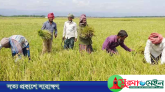 সুনামগঞ্জে বন্যার শঙ্কা: পাকা ধান দ্রুত কাটার পরামর্শ, ছুটি বাতিল