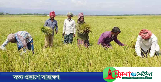 সুনামগঞ্জে বন্যার শঙ্কা: পাকা ধান দ্রুত কাটার পরামর্শ, ছুটি বাতিল