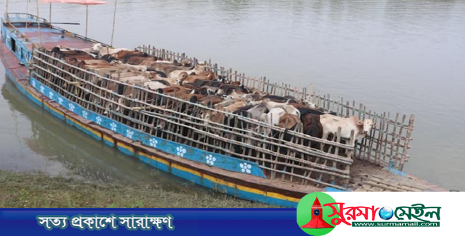 সুনামগঞ্জে কোটি টাকা মূল্যের ভারতীয় গরুর চালানসহ নৌকা জব্দ
