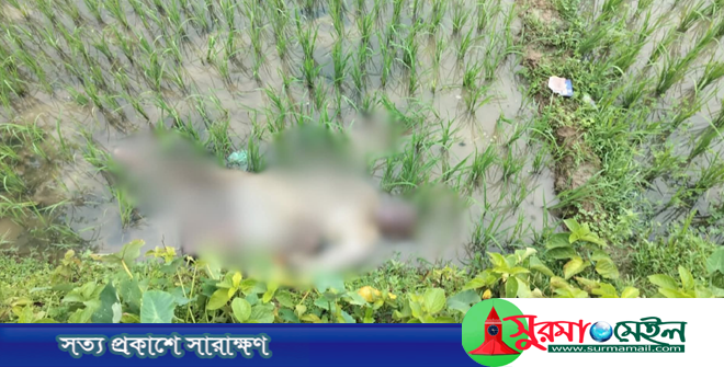 জকিগঞ্জে ধানক্ষেতে পড়েছিল বৃদ্ধের লাশ, এলাকাবাসীর দাবি ‘পরিকল্পিত হত্যা’