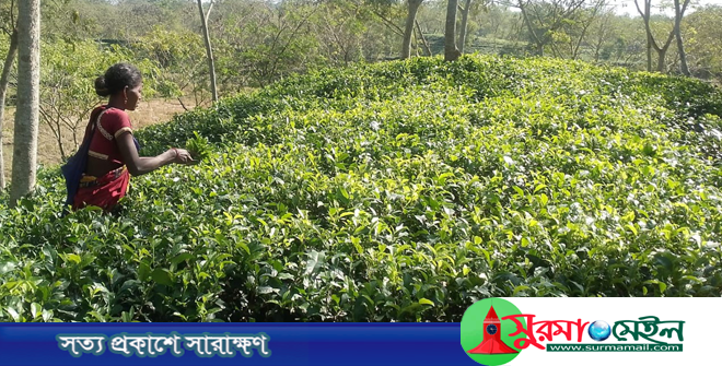 নবীগঞ্জে চা শ্রমিকদের নানা বঞ্চনা! বর্ণময় যুগে ছন্দহীন জীবন