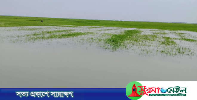 হাওরে কোটি টাকার বাঁধ এখন কৃষকের গলার ফাঁস!