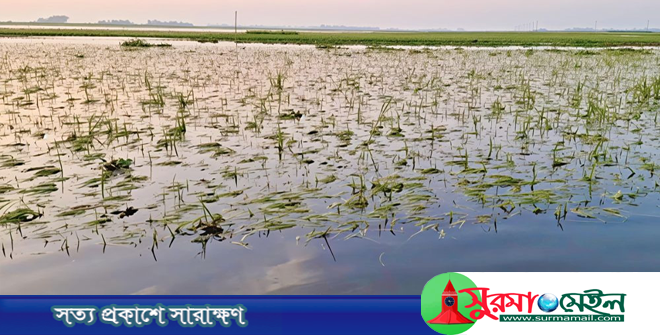 হবিগঞ্জে হাওরে তলিয়ে গেল ৫০০ একর জমির বোরো ফসল