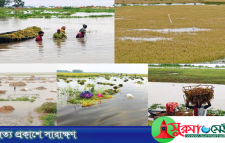 হবিগঞ্জে তলিয়ে গেছে ৫ হাজার হেক্টর জমির ধান