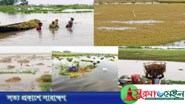 হবিগঞ্জে তলিয়ে গেছে ৫ হাজার হেক্টর জমির ধান