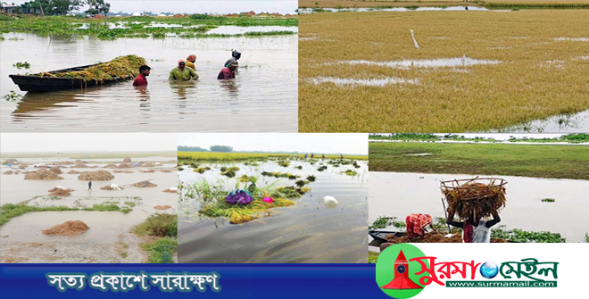 হবিগঞ্জে তলিয়ে গেছে ৫ হাজার হেক্টর জমির ধান