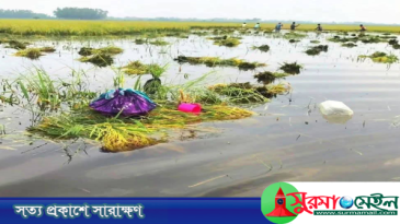 নবীগঞ্জ হাওরে তলিয়ে গেছে কৃষকের স্বপ্ন