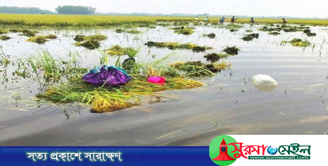 নবীগঞ্জ হাওরে তলিয়ে গেছে কৃষকের স্বপ্ন