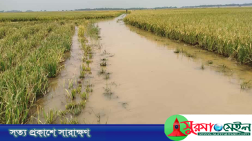 হাওরে ডুবে গেলো ১০ হাজার হেক্টর জমির ধান, দিশাহারা কৃষকরা
