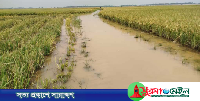 হাওরে ডুবে গেলো ১০ হাজার হেক্টর জমির ধান, দিশাহারা কৃষকরা