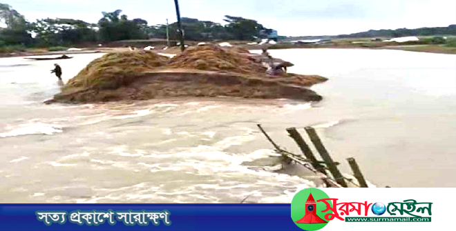মধ্যনগরে খালের বাঁধ ভেঙে ঝুঁকিতে হাওরের পাকা ধান