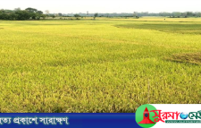 সোনালি ধানে হাসছে হাওর, শ্রমিকের চড়া মূল্যে কাঁদছে কৃষক