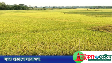 সোনালি ধানে হাসছে হাওর, শ্রমিকের চড়া মূল্যে কাঁদছে কৃষক