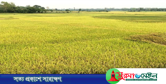 সোনালি ধানে হাসছে হাওর, শ্রমিকের চড়া মূল্যে কাঁদছে কৃষক