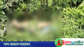 মাধবপুরে জঙ্গলে মিললো বিশ্ববিদ্যালয় ছাত্রের অর্ধগলিত লাশ