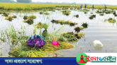 তিন দিনের মধ্যে হাওরে বন্যা পরিস্থিতির উন্নতির আভাস