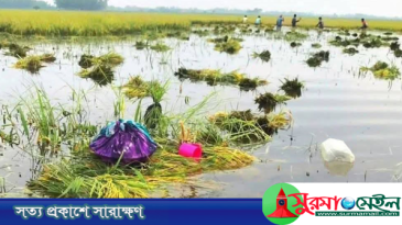 তিন দিনের মধ্যে হাওরে বন্যা পরিস্থিতির উন্নতির আভাস
