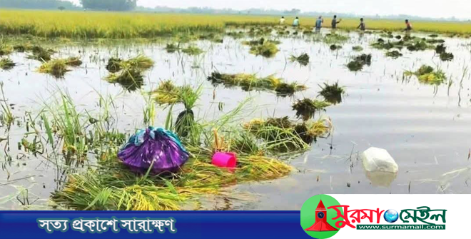 তিন দিনের মধ্যে হাওরে বন্যা পরিস্থিতির উন্নতির আভাস