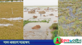 হবিগঞ্জে বন্যায় ৩৪৩ কোটি টাকার ক্ষয়ক্ষতি