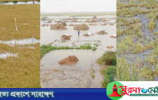 হবিগঞ্জে বন্যায় ৩৪৩ কোটি টাকার ক্ষয়ক্ষতি