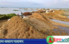 মৌলভীবাজারে পানিতে তলিয়ে গেছে আড়াই হাজার হেক্টর বোরো ধান
