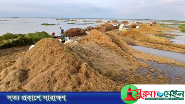 মৌলভীবাজারে পানিতে তলিয়ে গেছে আড়াই হাজার হেক্টর বোরো ধান