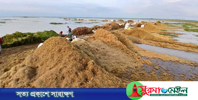 মৌলভীবাজারে পানিতে তলিয়ে গেছে আড়াই হাজার হেক্টর বোরো ধান