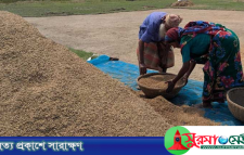 হাওরে অঙ্কুর গজিয়ে নষ্ট হচ্ছে কাটা ধান, ব্যাপক ক্ষতির মুখে কৃষকরা
