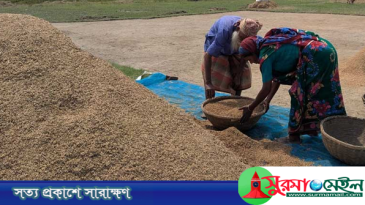 হাওরে অঙ্কুর গজিয়ে নষ্ট হচ্ছে কাটা ধান, ব্যাপক ক্ষতির মুখে কৃষকরা