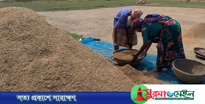 হাওরে অঙ্কুর গজিয়ে নষ্ট হচ্ছে কাটা ধান, ব্যাপক ক্ষতির মুখে কৃষকরা