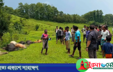 জুড়ীতে আকস্মিক বজ্রপাতে ১৪ গরু-মহিষের মৃত্যু