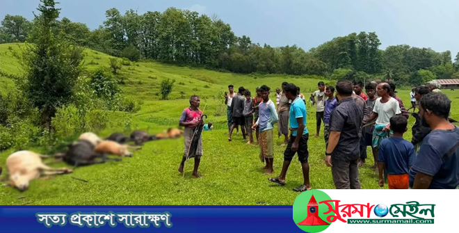 জুড়ীতে আকস্মিক বজ্রপাতে ১৪ গরু-মহিষের মৃত্যু