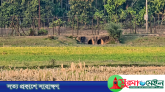 সিলেট সীমান্তে উত্তেজনার মধ্যেই আটক ভারতীয় কৃষককে ফেরত দিল বিজিবি