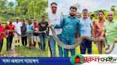 মৌলভীবাজারে লোকালয় থেকে বিশাল আকৃতির দুটি অজগর উদ্ধার