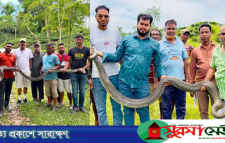 মৌলভীবাজারে লোকালয় থেকে বিশাল আকৃতির দুটি অজগর উদ্ধার