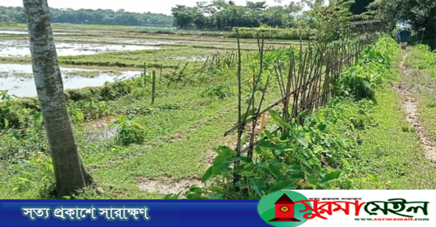 কানাইঘাটে সবজি বাগানের নামে গণহারে সরকারী রাস্তা দখল