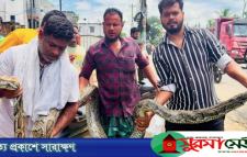 শ্রীমঙ্গলে ১৮ ফুট দৈর্ঘ্যের অজগর উদ্ধার