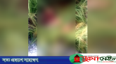 হবিগঞ্জে ধানি জমি থেকে যুবকের রক্তাক্ত মরদেহ উদ্ধার