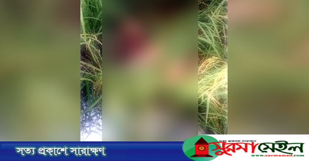হবিগঞ্জে ধানি জমি থেকে যুবকের রক্তাক্ত মরদেহ উদ্ধার