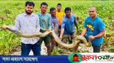 শ্রীমঙ্গলে হাওর থেকে অজগর উদ্ধার, বন বিভাগে হস্তান্তর