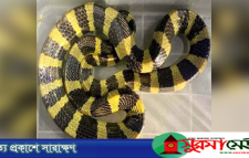 শ্রীমঙ্গলে বসতবাড়ি থেকে বিষধর শঙ্খিনী সাপ উদ্ধার