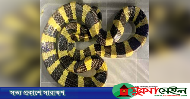 শ্রীমঙ্গলে বসতবাড়ি থেকে বিষধর শঙ্খিনী সাপ উদ্ধার