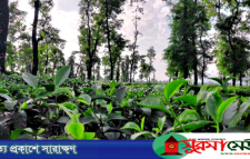 চা বিক্রয়ে ন্যাশনাল টি কোম্পানির নতুন ইতিহাস