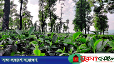 চা বিক্রয়ে ন্যাশনাল টি কোম্পানির নতুন ইতিহাস